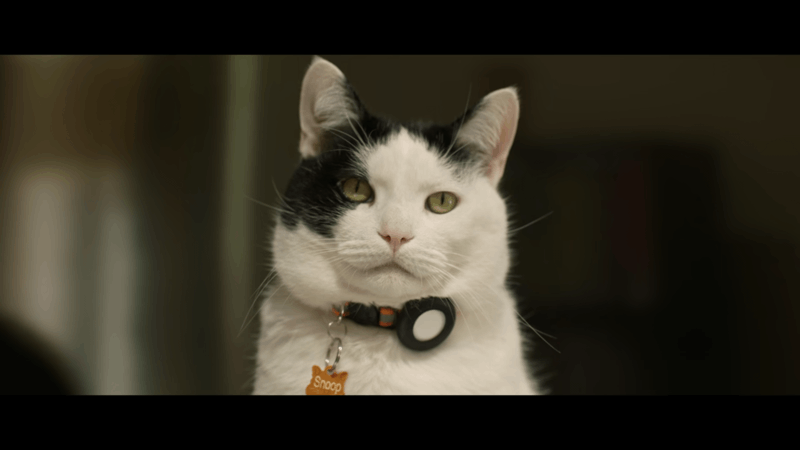 how to help cats with CBD