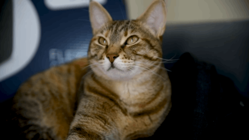 Cats and more things we should know