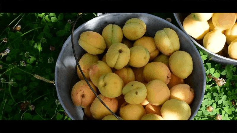 more things about apricots for dogs