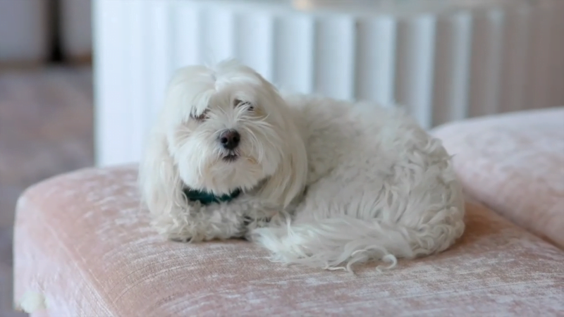 heal dog with broken bone