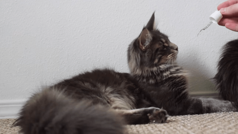 is it safe to give cats CBD oil