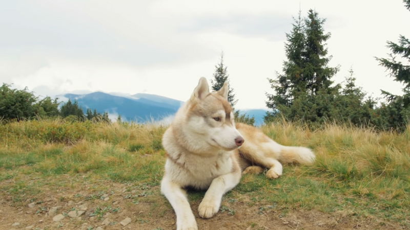 broken bone in dog and how to use CBD