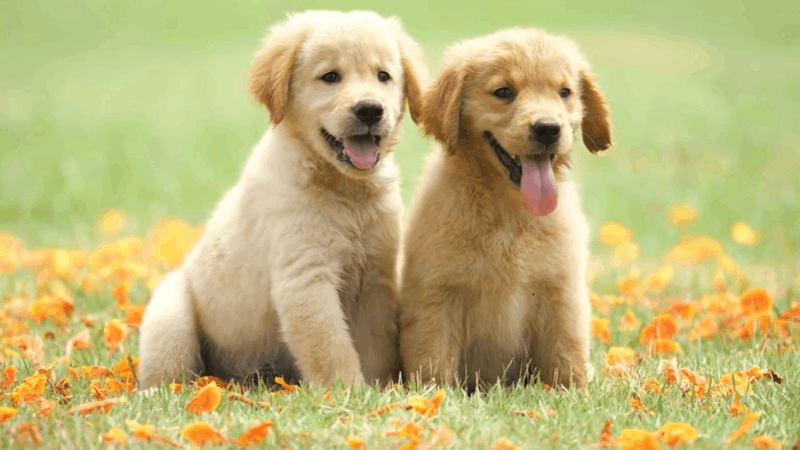 Anemia In Dogs