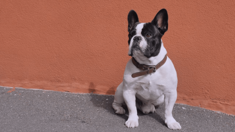 do dogs have a sense of humor