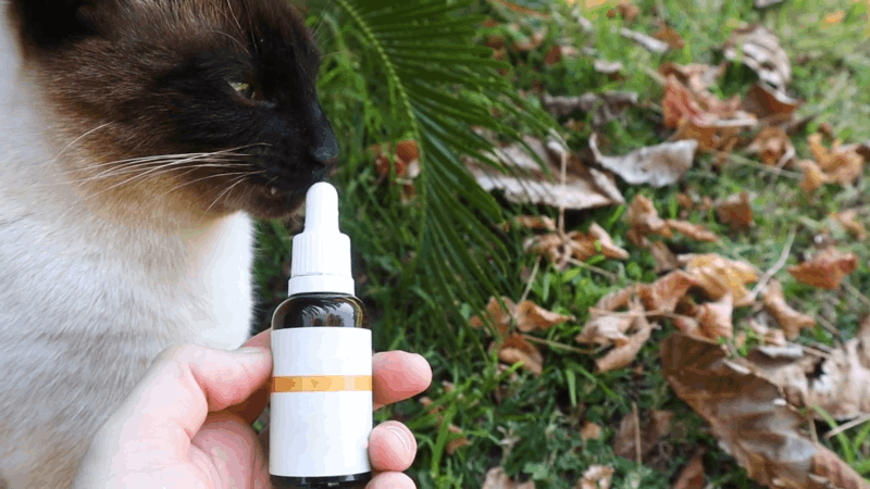 How To Stop Cat Over Grooming CBD For Cat Overgrooming: Calm Your Cat Naturally