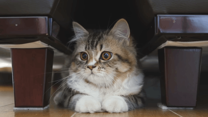 check a cat's blood pressure