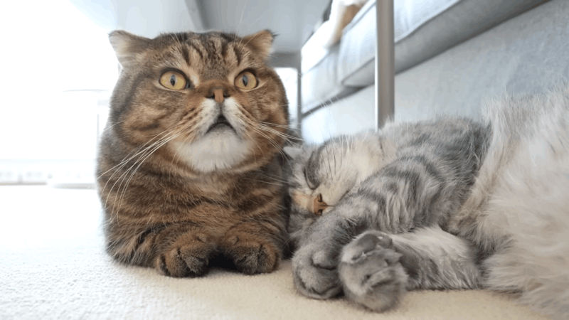 treat high blood pressure in cats