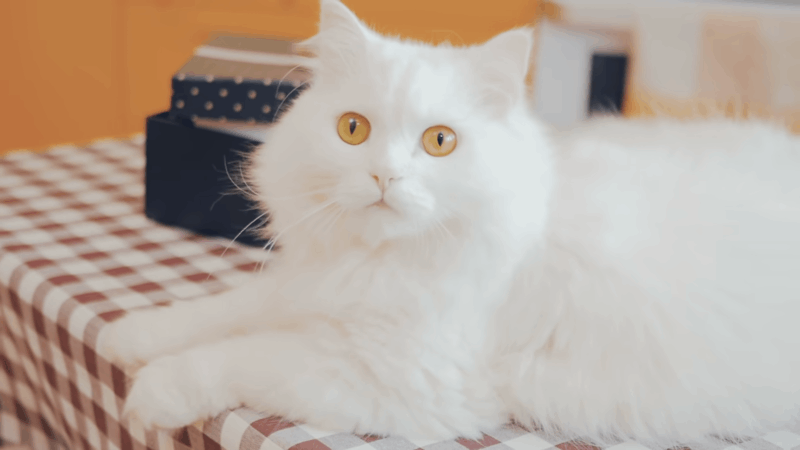 cats-pet-cbd-club-cbd-for-your-paws