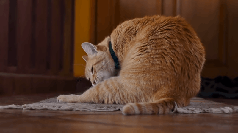 how to help cats with overgrooming