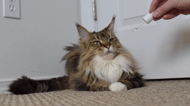 CBD oil on cats ears