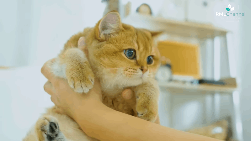 normal cat blood pressure