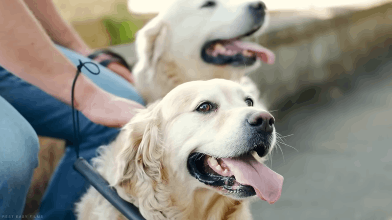 dogs and sense of humor