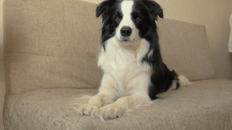 everything to know about anemia in dogs