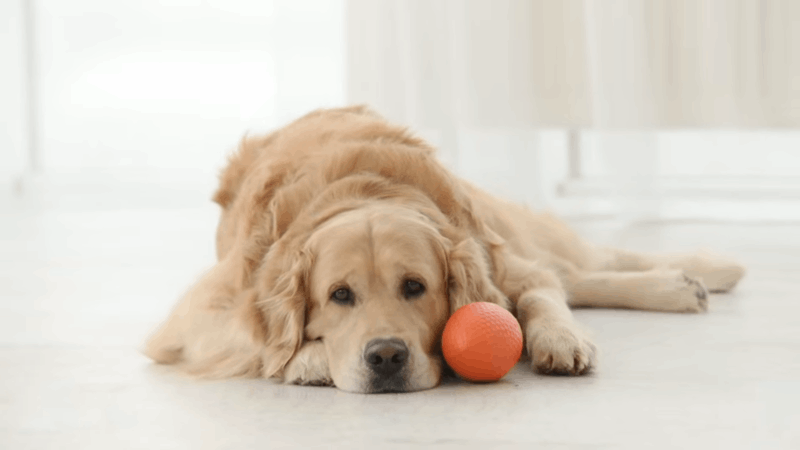 dogs with asthma