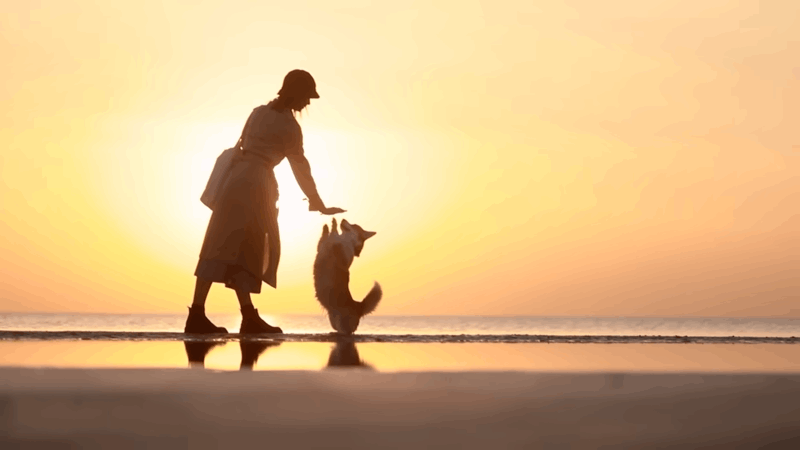 how to make a dog laugh