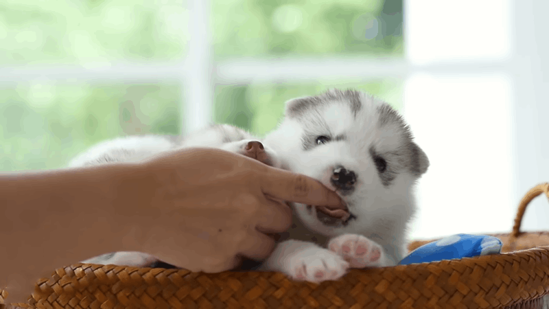 sense of humor in dogs