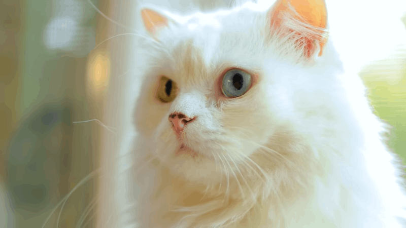 can I give overweight cats CBD