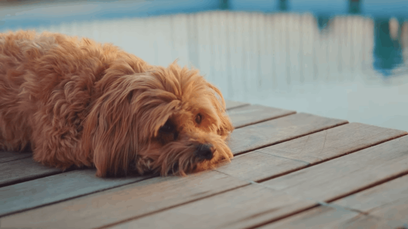 Symptoms of Asthma in Dogs