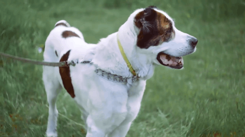 dogs and kennel cough