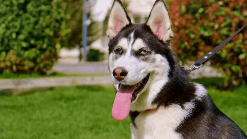 how to help dogs with kennel cough