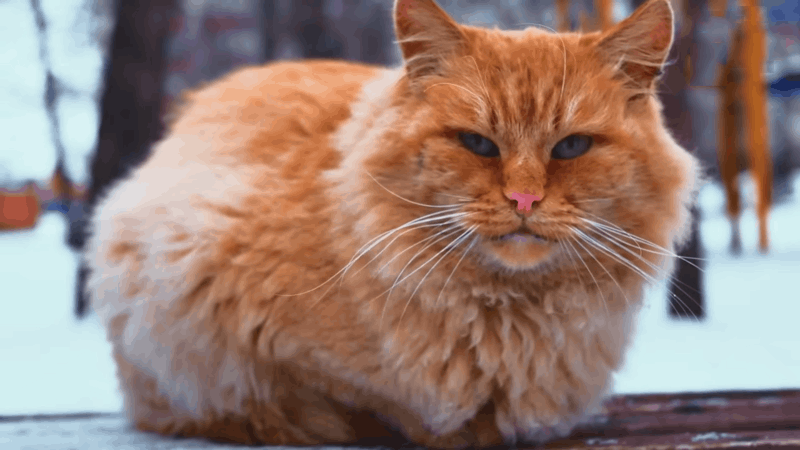 help cat with obesity