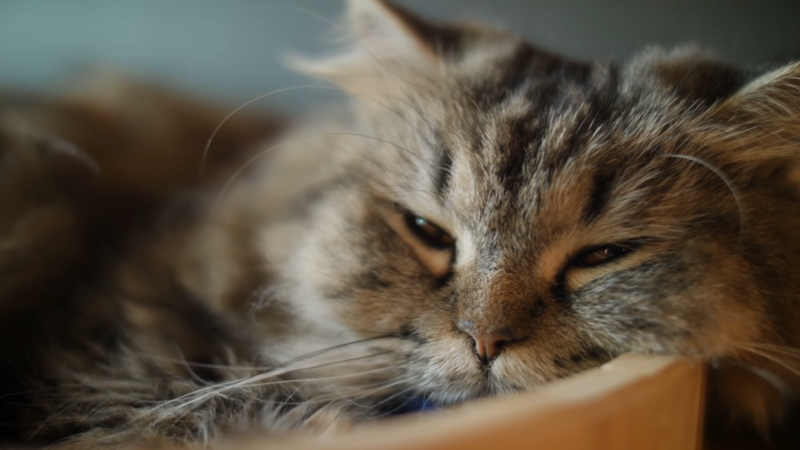 heart-disease-in-cats-practical-advice-for-pet-owners