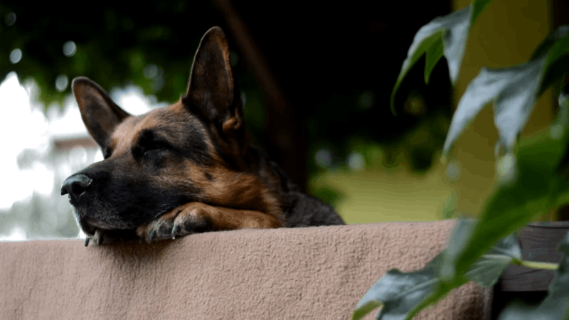 German Shepherd common health issues