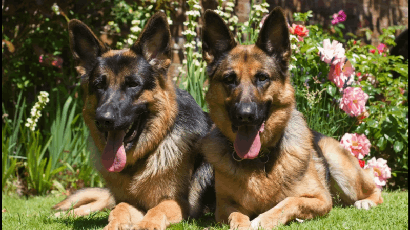 what age do German Shepherds stop growing