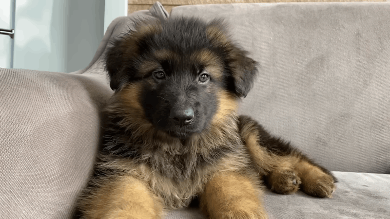 how big do german shepherds get