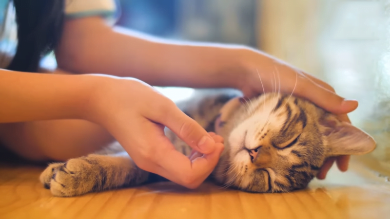 how to help cats with heart disease