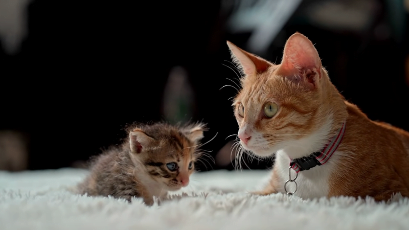 heart disease in cats