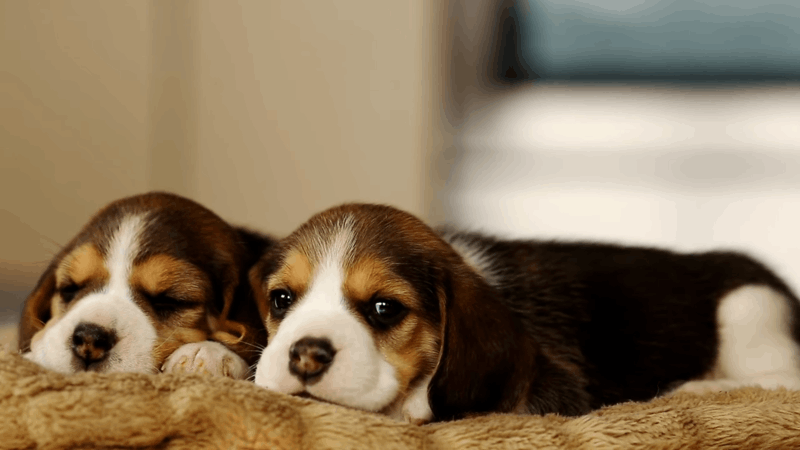 how to help dogs with mange