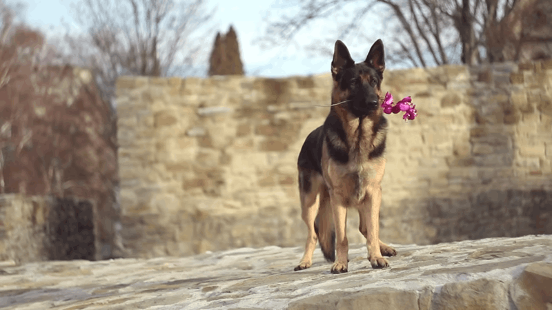 average size of german shepherd