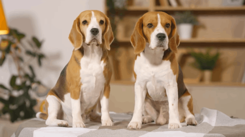 mange in dogs and more things