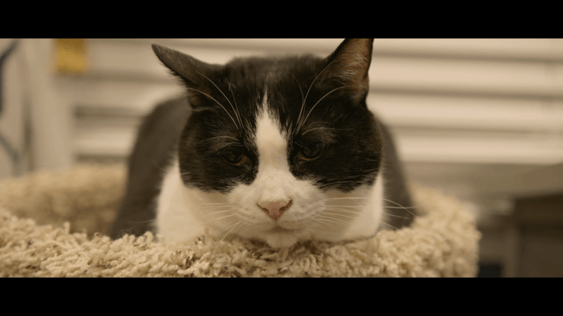 Calming a Stressed Cat