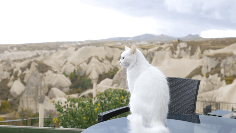 Cats Pet CBD Club CBD For Your Paws Cats Pet CBD Club CBD For Your Paws