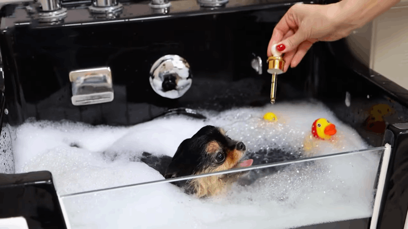 dogs and CBD shampoo