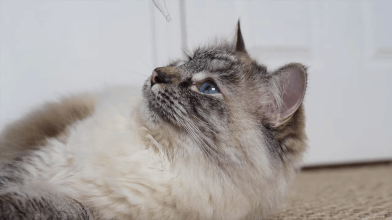 give CBD for cats spraying