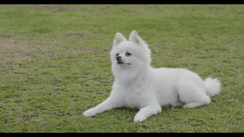 how long does it take dogs to digest their food