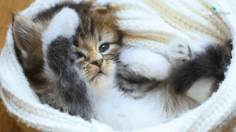 Can cats see colors like humans