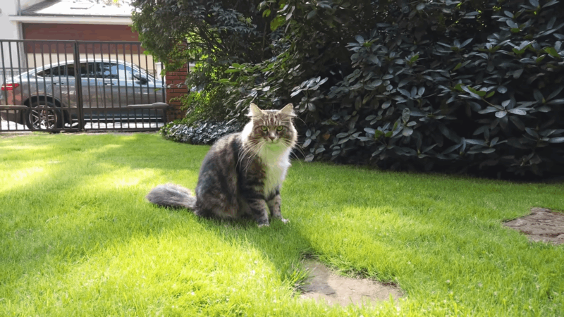 What does Catnip Do for Cats