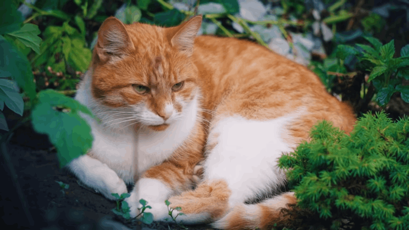 is catnip good for cats
