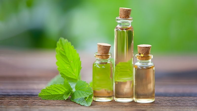 cats go crazy for catnip