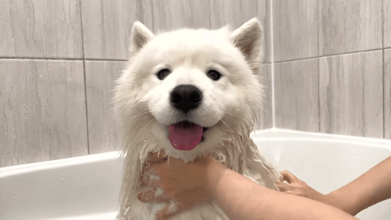 bathing a dog