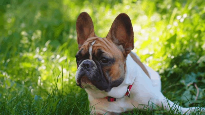 lethargic dog treatment