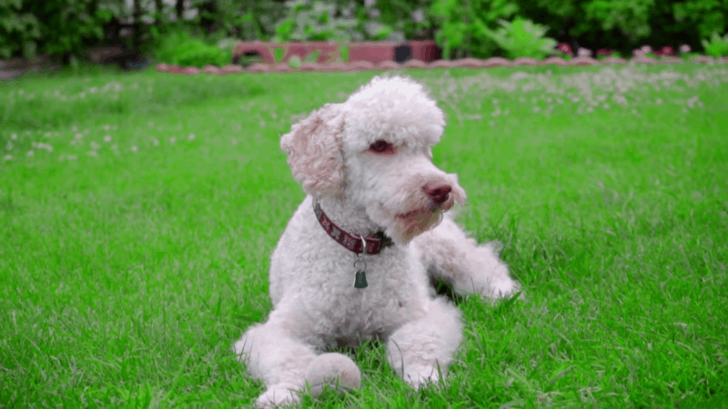 how often should you bathe your dog