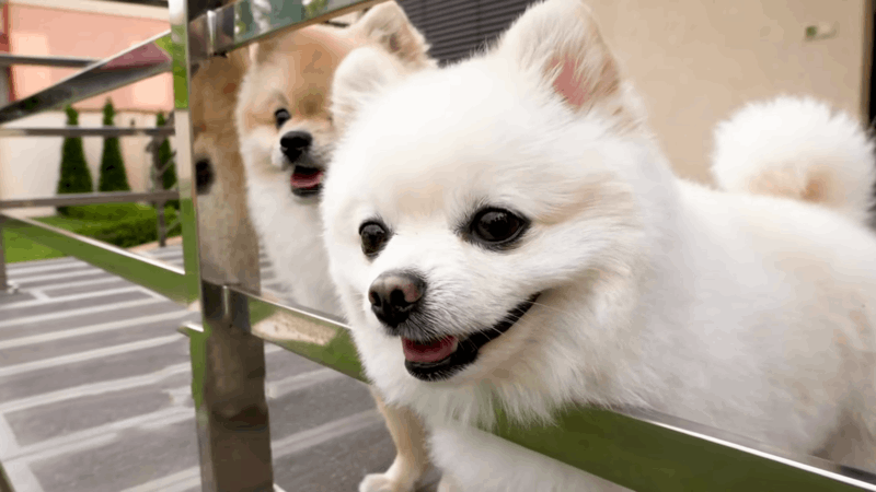 how can I bathe a dog