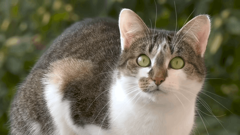 CBD oil for cats spraying