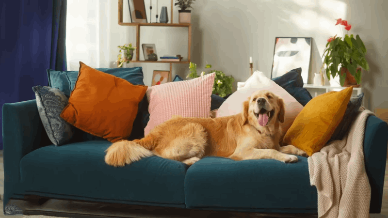 How do Dogs Digest Their Food