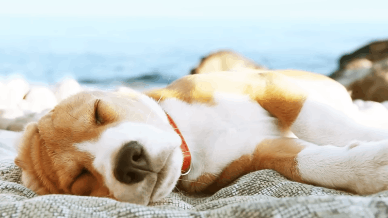 Lethargy In Dogs The Pet Owner’s Guide To Reactive Care